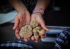 61° Mostra nazionale, tutto pronto per l’inaugurazione. Parte il mese dedicato al tartufo bianco di Sant’Angelo in Vado