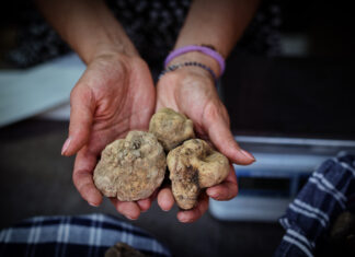 61° Mostra nazionale, tutto pronto per l’inaugurazione. Parte il mese dedicato al tartufo bianco di Sant’Angelo in Vado