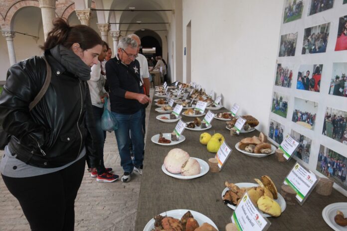 mostra micologica 22-2