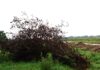 Lupus in Fabula: “Cosa importa di un albero? Al Campo d’aviazione di Fano tagliato un prugnolo perfettamente sano”