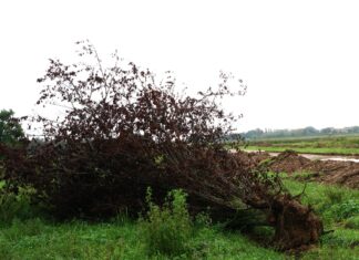 Lupus in Fabula: “Cosa importa di un albero? Al Campo d’aviazione di Fano tagliato un prugnolo perfettamente sano”