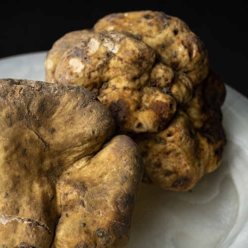 tartufo-award-acqualagna-2024