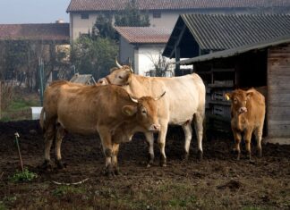 Aprile 2025, a Cagli il ritorno di Distinti Salumi