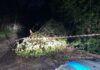 Fano, donna cade sulle scale a causa del vento. Alcuni alberi abbattuti dalle raffiche
