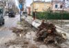 Fano, tempesta di vento fa strage di alberi. Strade chiuse, interruzioni di corrente e frane
