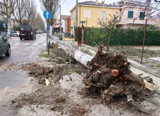 Fano, tempesta di vento fa strage di alberi. Strade chiuse, interruzioni di corrente e frane