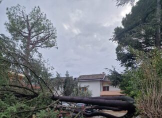 Fano, il Pincio resta chiuso in parte. Tre cipressi pericolanti