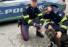 Trasporto irregolare di animali. La polizia stradale di Fano trova pitbull sanguinante in gabbia dentro Tir rumeno. Stessa storia per un barboncino