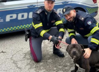 Trasporto irregolare di animali. La polizia stradale di Fano trova pitbull sanguinante in gabbia dentro Tir rumeno. Stessa storia per un barboncino
