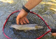 Torrente Cesano senz’acqua, salvati centinaia di esemplari tra scazzoni e trote Fario