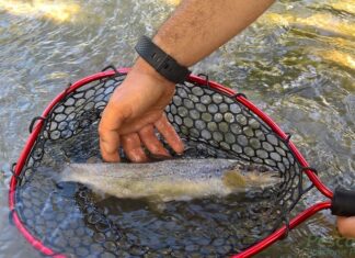 Torrente Cesano senz’acqua, salvati centinaia di esemplari tra scazzoni e trote Fario