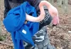 Maltempo sul Catria, sette fenicotteri rosa morti, due salvati e liberati