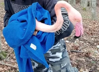 Maltempo sul Catria, sette fenicotteri rosa morti, due salvati e liberati