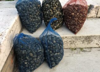 Ispezione delle celle frigo di un centro di raccolta e distribuzione di molluschi bivalvi vivi a Fano: senza tracciabilità 5.600 kg di vongole