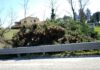 La Lupus in Fabula denuncia: «Strage di alberi lungo la superstrada Tavernelle-Fossombrone»