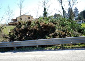 La Lupus in Fabula denuncia: «Strage di alberi lungo la superstrada Tavernelle-Fossombrone»