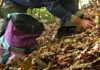 Urbino, va a funghi sulle Cesane col cane e trova un chilo di cocaina
