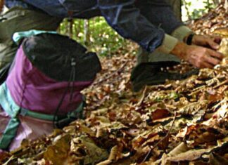 Urbino, va a funghi sulle Cesane col cane e trova un chilo di cocaina