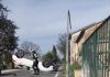 Fano, vettura sbanda e urta colonnina del gas metano