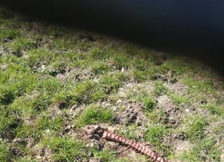 Lupi scatenati, tre vitelli sbranati in una settimana. Coldiretti Pesaro Urbino: “Allevatori esasperati”