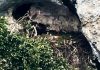 Furlo, nati due piccoli di aquila reale