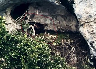 Furlo, nati due piccoli di aquila reale