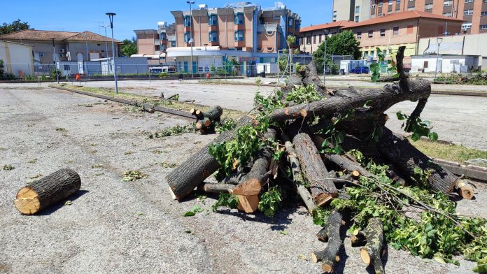 Alberi parcheggio ospedale2