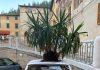 Grave atto vandalico a Fossombrone pianta scaricata sopra una minicar