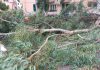 Fano, burrasca notturna scoperchia un capanno e abbatte una decina di alberi