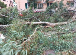 Fano, burrasca notturna scoperchia un capanno e abbatte una decina di alberi