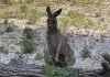 Parco Zoo Falconara: è nato un cucciolo di canguro grigio orientale