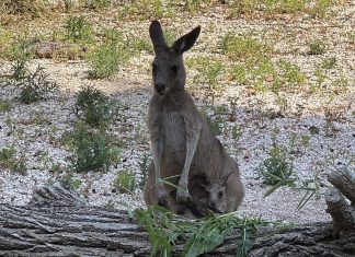 Parco Zoo Falconara: è nato un cucciolo di canguro grigio orientale