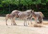 Il Parco Zoo Falconara dà il benvenuto a un cucciolo di zebra