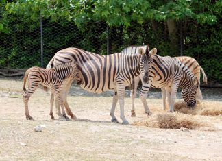 Il Parco Zoo Falconara dà il benvenuto a un cucciolo di zebra