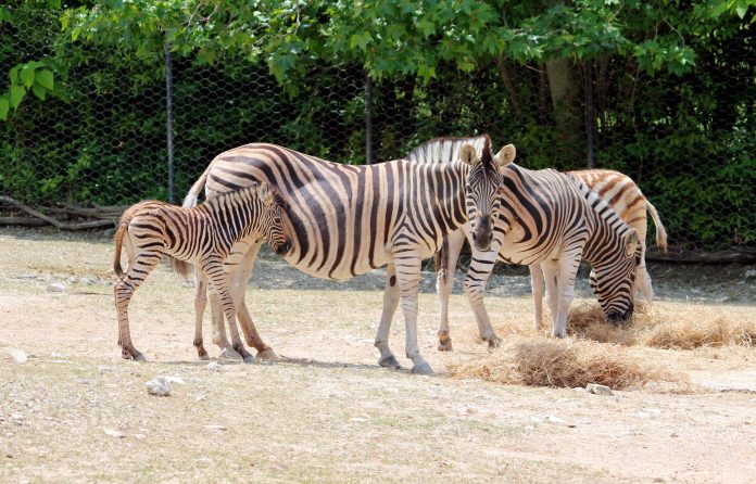 Zebra_cuccolo_2025_1
