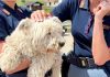 Polizia di Stato contro abbandono animali