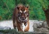 Dietro le quinte del Parco Zoo Falconara: due eventi serali per scoprire il fascino del mondo animale in modo emozionante ed inedito