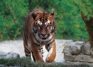 Dietro le quinte del Parco Zoo Falconara: due eventi serali per scoprire il fascino del mondo animale in modo emozionante ed inedito