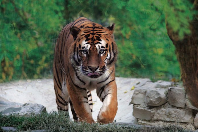 zoo_tigre_2025