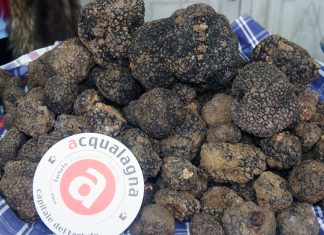 Acqualagna, la Fiera regionale del Tartufo Nero Estivo compie 40 anni