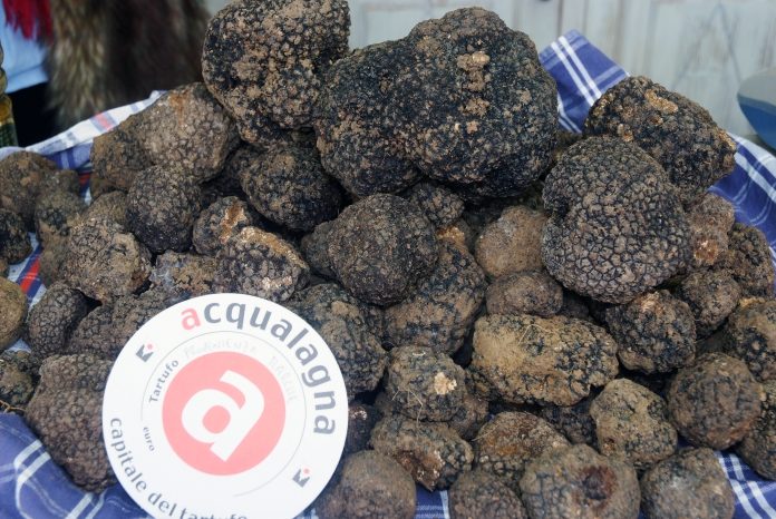 Tartufo nero estivo