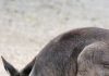 Un cucciolo di canguro grigio orientale e due piccoli di fenicottero: fiocchi d’estate al Parco Zoo Falconara