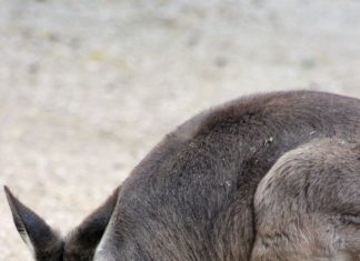 Un cucciolo di canguro grigio orientale e due piccoli di fenicottero: fiocchi d’estate al Parco Zoo Falconara