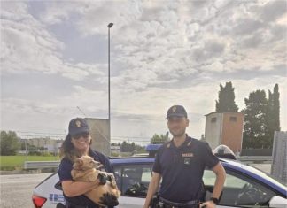 Fano, cane smarrito in autostrada salvato dalla polizia stradale