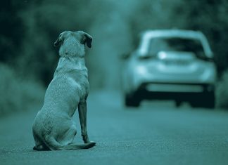 Fano, catena umana in spiaggia per dire: “No all’abbandono dei cani”