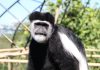 Le scimmie guereza conquistano il Parco Zoo Falconara: mantello bicolore e agilità tra i rami per la nuova specie