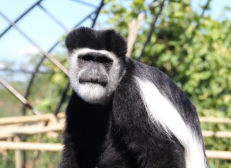 Le scimmie guereza conquistano il Parco Zoo Falconara: mantello bicolore e agilità tra i rami per la nuova specie
