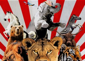A Orciano la rassegna FilmZ!, visioni etiche di nuova generazione propone “L’ultimo spettacolo” e “Non sarò mai vegano”