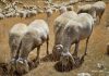 Febbre Catarrale degli ovini (Blue Tongue): bando per il contributo alle imprese zootecniche colpite dal 2025