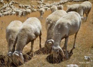 Febbre Catarrale degli ovini (Blue Tongue): bando per il contributo alle imprese zootecniche colpite dal 2025